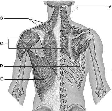 Figure 10.3 Using Figure 9.2, match the following by writing the correct letter next to the left side of each number below: 23. Synergist to Letter E. 24. Antagonist to the Serratus anterior muscle.