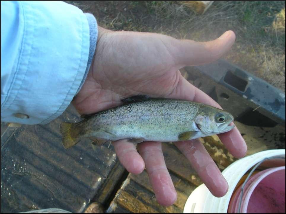 Fish Stocking Rainbow Trout 1.