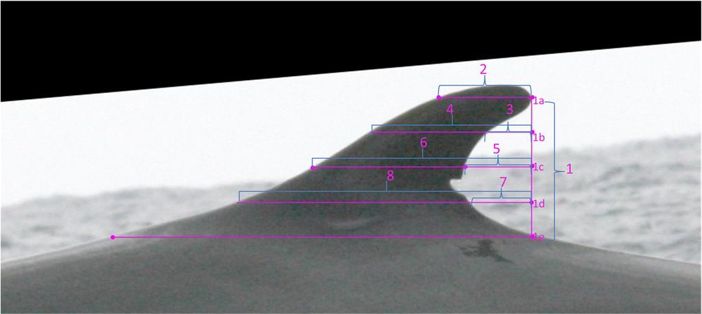 Figure 4. Measurement layout. ImageJ Macros (See above for instructions for installation.) //The macro "Leveler" is used to quickly rotate an image such that the base of a dorsal fin is horizontal.