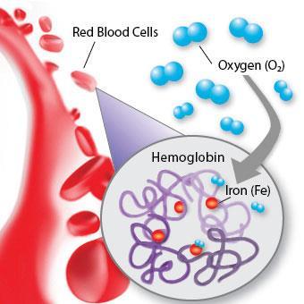 physiology 2.1.6 Outline the role of Hemoglobin oxygen transportation Hemoglobin is the iron containing oxygen transport protein in the red blood cells.