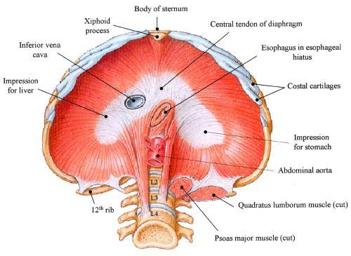 dome-shaped, muscular partition separating the thorax from the