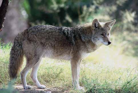 Predatory & Fur-bearing Mammals Hunting Distribution For further information on predatory and fur-bearing mammals, their habitat, range, natural history, or where you can hunt them in Arizona, please