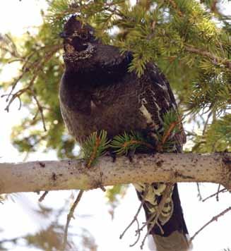 Blue Grouse Hunting Getting Started, License and Fees Distribution For further information on blue grouse, their habitat, range, natural history, or where you can hunt them in Arizona, please visit