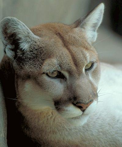 Felis concolor The dominant carnivore. 2. The Predator 4,000 deer might be able to support 50 predators. Hornocker (1970) reported a ratio of 1:114 and 14-20 kills/predator/year.