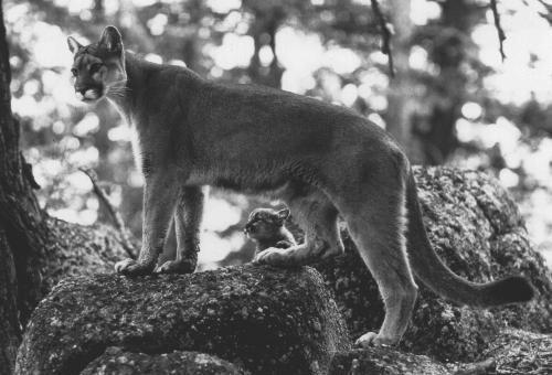 1973). Cougar density is probably determined by habitat quality (Logan et al. 1996).