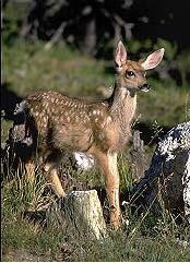 3. The Deer Mule deer populations have long term cycles possibly driven by weather phenomena (Marshall et al. 2002).