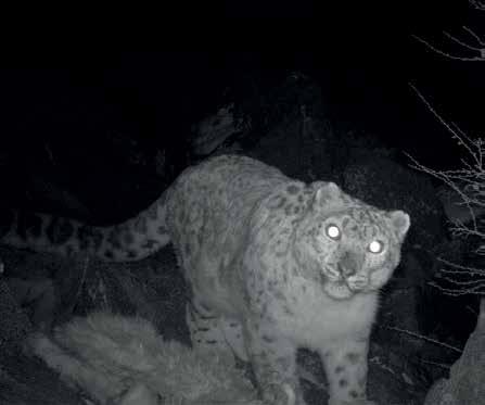 KEY RECOMMENDATIONS FOR SNOW LEOPARD CONSERVATION WWF recommends that: 1.