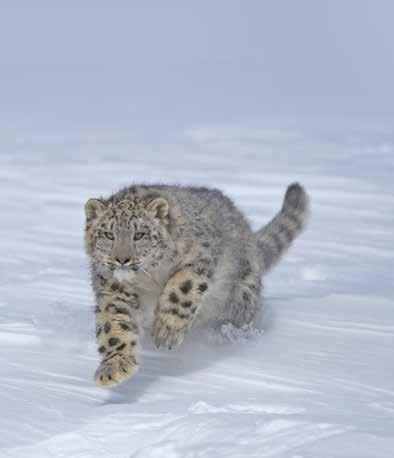 Fragile connections: snow leopards, people, water and the global climate 330 MILLION Over 330 million people depend daily on the water flowing down from the snow leopard habitat.