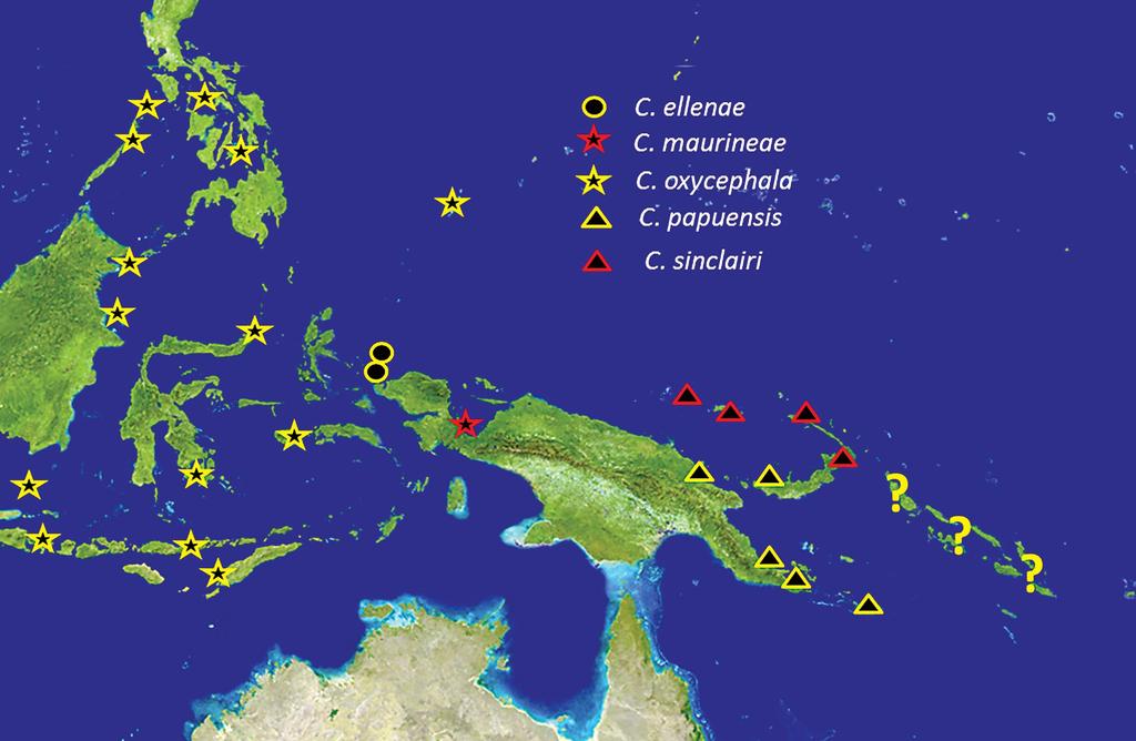 Figure 1. Map of the eastern portion of the East Indian Archipelago with distributions of the C. oxycephala-species complex (? = possible new species from the Solomon Islands).
