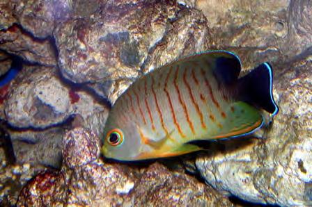 Instructor Director of Science- REEF Blacktail Angelfish (Centropyge eibli) Gray body and thin orange bars, black tail and rear