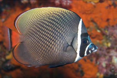 Andaman Butterflyfish (Chaetodon andamanensis) Bright yellow with thin faint stripes, dark spot at base of tail.