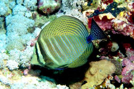 Indian Sailfin Tang (Zebrasoma desjardinii) Dark gray body with bars along body, yellow spots scattered on head and belly.