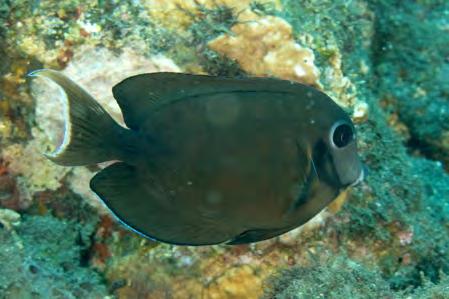 Up to 16. Photo by: Paul Humann Similar to Sailfin Tang in CIP/SOP/HAW/TEP Restricted to Andaman Sea, Indian Ocean, and Red Sea.