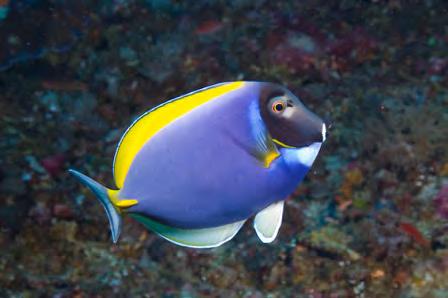 White margin on tail. Juvenile can mimic Blacktail Angelfish (or other pygmy angel depending on area); lacks cheek spine. Up to 10.