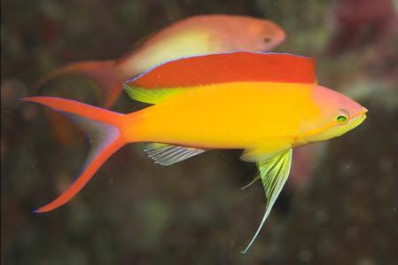 Photo by: Rick Stuart-Smith Similar to Paletail Chromis in CIP/SOP, but lacks white tail. Andaman Sea, Maldives, Indian Ocean.