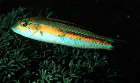 Ochreband Wrasse (Leptojulis chrysotaenia) TP has greenish head with angled brown bar on head from eye to mouth.