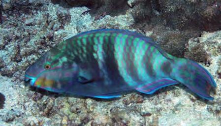 Bartail Parrotfish (Scarus caudofasciatus) TP greenish-blue body with pink scale margins. Green band runs under eye.