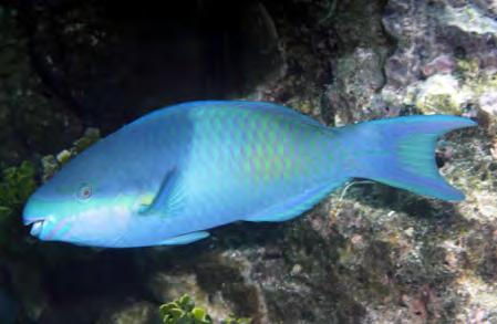 Photo by: Gerry Allen Similar to Tricolor Parrotfish in CIP.