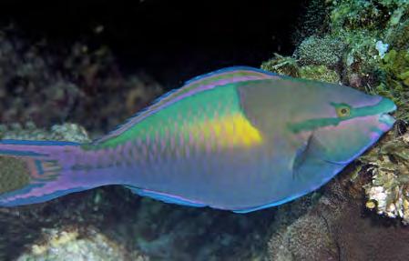 Pale belly. (looks just like IP Striped Parrot in TWA). Black spot on anal fin. Shallow reef areas and slopes. Up to 12.