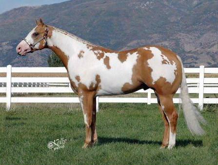 High color producer on quarter horses; paint foals are in the showring and doing great in halter and riding.