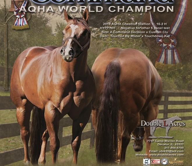 Mare care- Dry $13, wet $16 Heidi Henninger 330-289-9571 New Franklin, OH Zipped From Heaven-APHA-15.