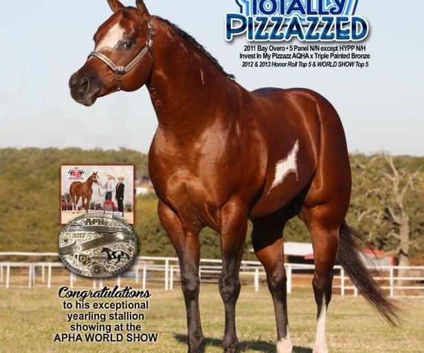 Futurity Highlights Totally Pizzazzed-APHA-15.2H Sire Invest In My Pizzazz Dam Triple Painted Bronze *Stallion breedings are available on auction day starting at 50% off the regular fee.