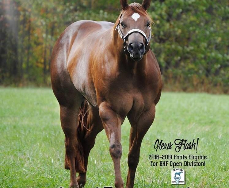 Virtuous-APHA,AQHA-15.2H Sire RH Stars and Stripes Dam Can Be Classical First foal crop is outstanding, 5 panle Negative, Lethal white positive.