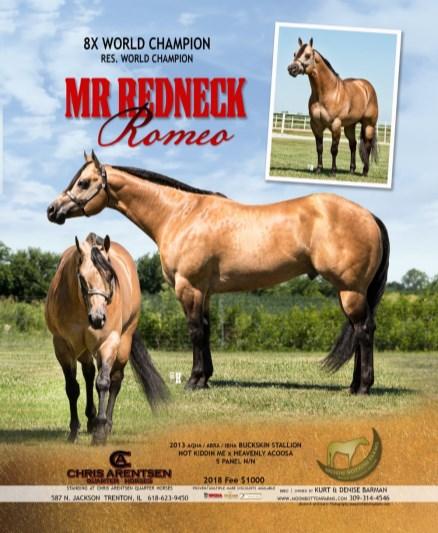 Stud fee- $PT Collection and shipping-$300 CTC-$350 Mi Te Secure-APHA,AQHA-16.1H Sire Seriously Secure Dam Sheza Bunny Te Unshown HYPP NN LFG Mr Redneck Romeo-AQHA-16.