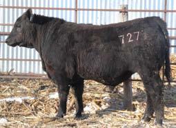 Bandolier Hoff Pride S C 7146 292 Hoff Miss Charger S C 315 Bull 1 32 64 26 11.03 5.8 * Wow! This calf has it all! He is out of a very neat uttered cow.
