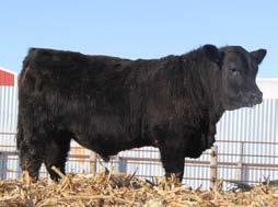 OAR 69R of hoff uncharted 1403 Commercial Cow 18.79 4.6 * Big stout long bodied calf. Epected to be 7.5 frame. Good calf here!