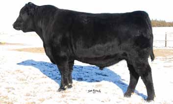 Fall Angus Bulls Featured Sire B/R Destination 928-123 Reg # 16950149 Sire of Lots 19-22, 114-119, 775 B/R Destination 928-123 was the third high-selling bull, at $20,000, to Jim Michels and Jim