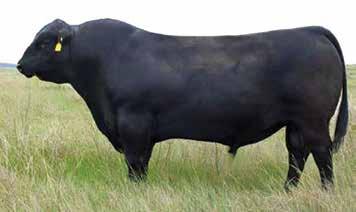 Fall Angus Bulls Featured Sire High Prime 4037 Maternal Grand Sire of Lot 28 28 B/R Consensus 219-6248 Reg.
