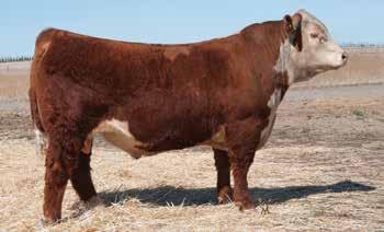 Hereford Yearling Bulls Featured Sire Featured Dam HH Advance 4075B Sire of Lots 40-44 40 H ADVANCE 720 ET Reg.
