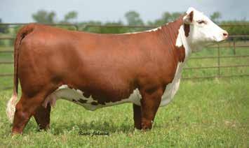 Hereford Yearling Bulls Featured Dam CRR 109 Kelly 303 Dam of Lots 48, 50, 51, and 52 48 H WMS RESOLUTE 765 ET Reg.