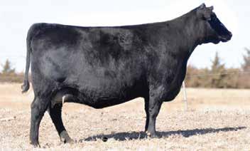 Angus Yearling Bulls Featured Donor Featured Sire One of Two Flush Brothers 83 T/D Valor 739 B/R Ruby of Tiffany 226 Donor dam of Lots 83 and 84 Dam s ACI: 4 calves @ 360 days.
