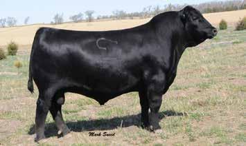 Angus Yearling Bulls Featured Sire B/R New Day 454 Sire to dam of Lot 120 122 T/D Magnum 1020-7127 Reg.