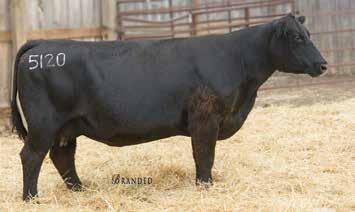 Angus Yearling Bulls Featured Donor Six flush brothers with plenty of substance and bone. Out of a great daughter of 095 New Frontier that is extremely fertile with an elite production record.