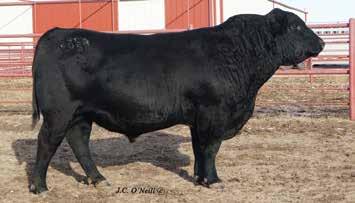 Angus Yearling Heifers 7128 T/D Miss Wix 7128 Reg.