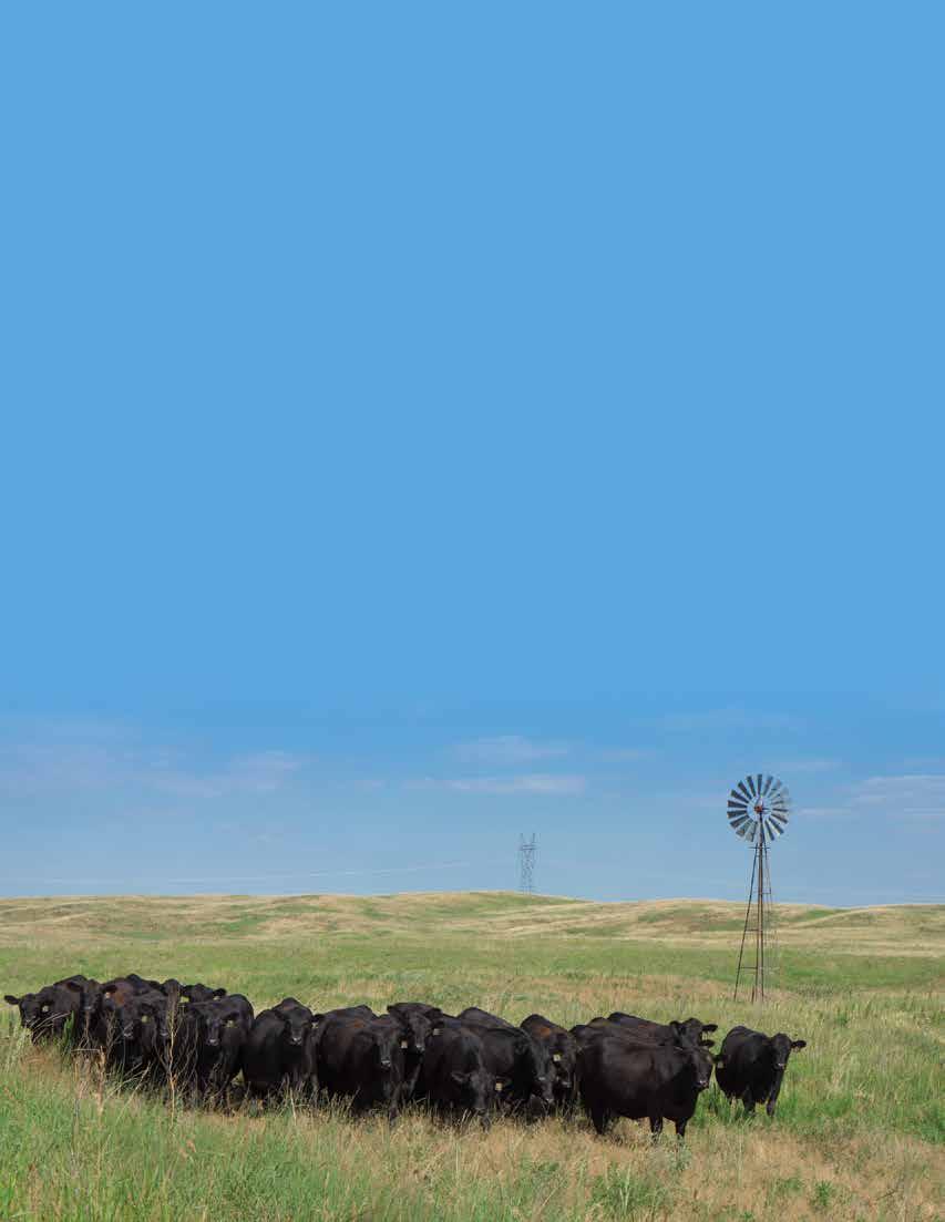 td angus Feeder Cattle Placement Program At TD Angus, our program is built on customer success.