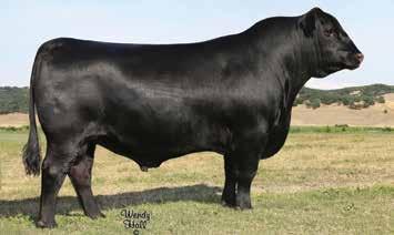 Fall Angus Bulls Featured Sire G A R Phenom 7953 Reg # 17623634 Sire of Lots 8-9, 6233, 738 This bull brings a multitude of very important traits together at a very high level.