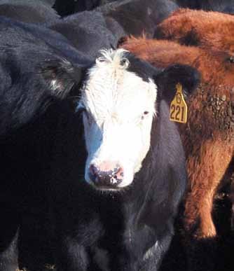 Chapter 5 Quality Assurance of Market Cows and Bulls Sample records: See Chapter 11. The sale of market cows and bulls accounts for 25 percent of all U.S. beef consumption.