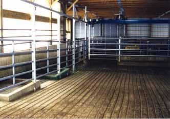 Tips for More Efficient Handling Proper design and quick recognition of problems that impede cattle flow are essential for safe, efficient cattle handling.