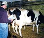 Chapter 5: Quality Assurance of Market Cows and Bulls Culling: the process of eliminating less productive or less desirable cattle from a herd.