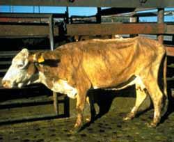 Chapter 5: Quality Assurance of Market Cows and Bulls Animals should be culled before advanced disease stages, or in this case, euthanized and rendered.