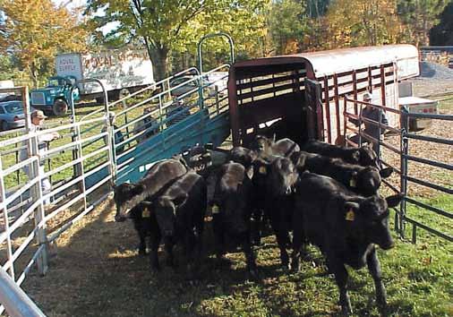All employees who work with livestock should have a basic understanding of livestock handling techniques to ensure the welfare of the cattle and people.
