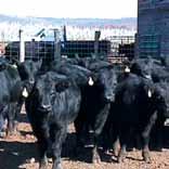 markets. Handling procedures must be safe for the cattle and caretakers and cause as little stress as possible.