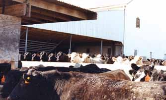 Reducing the Number of Scars and Bruises First and foremost, cattle handling facilities must be available to assure that cattle management practices can be performed properly and in a way that will