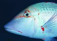 Fish targets Commercial line fishing Live fish export industry More than 125 fish species are caught in the reef line fishery, but only a few of them are targeted.
