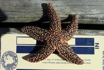 Nature Notes by T.J. Cullinane All about Starfish Common Starfish, Asterias forbesi. This specimen was trawled up off the coast of Woods Hole, MA.