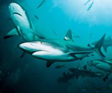 Ensuring a future for sharks EDF spearheads a unique partnership between the United States, Mexico and Cuba to save the Gulf of Mexico s magnificent deep-sea predators.